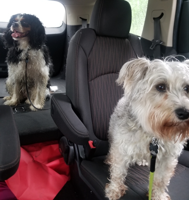 2020-05-22 Car ride.jpg